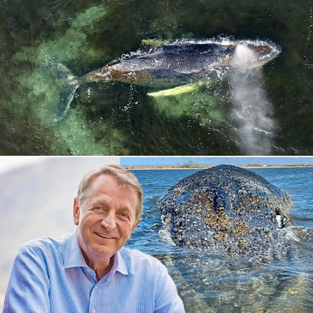 Cover Image for Ostseedrama um Wal: MediaMarkt-Millionär gibt nicht auf – sein neuer Plan Ausführliche Informationen 👇