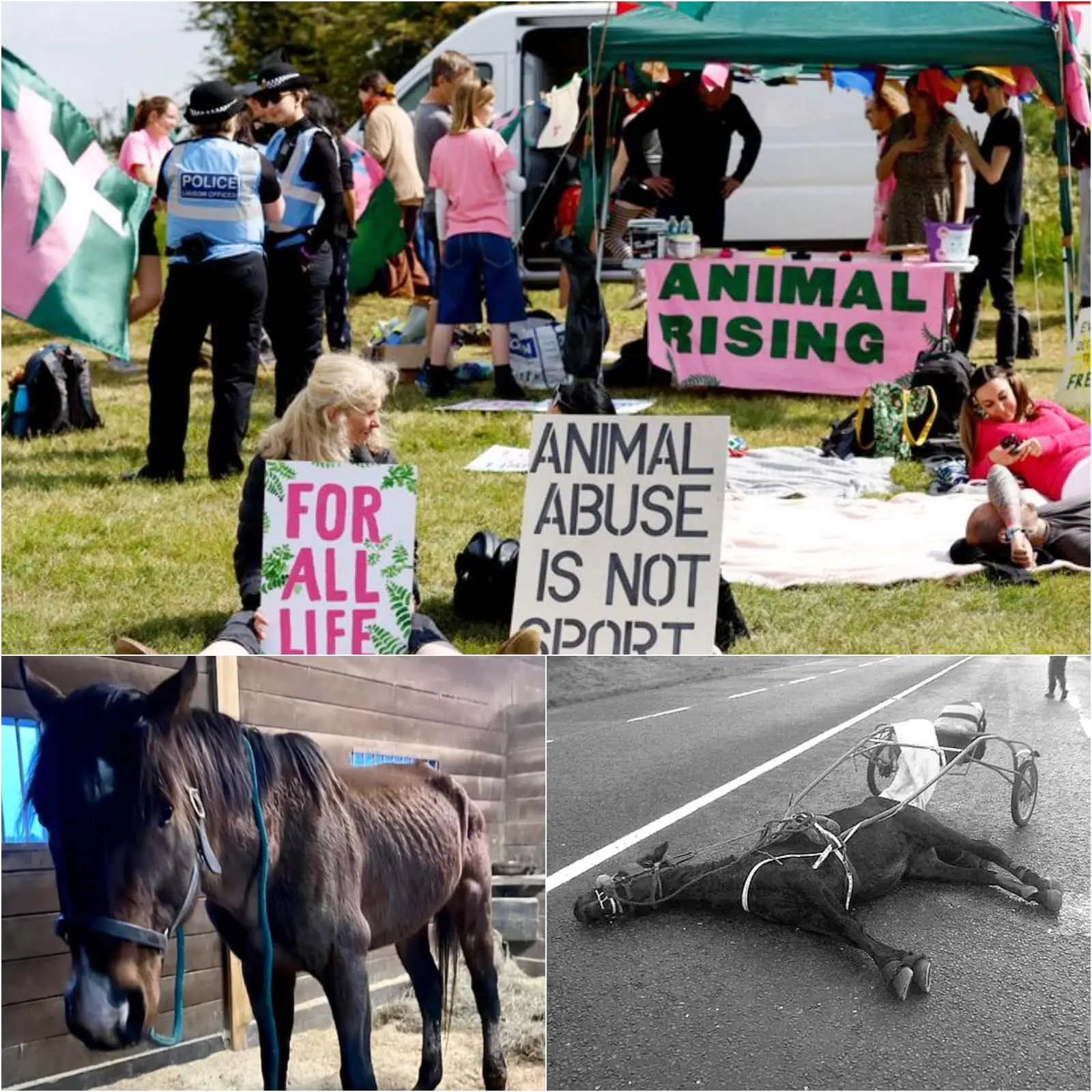 Cover Image for ‘THE HARSH TRUTH’ – a lesson from the world of horse racing…it is indifference, not “THE OPPONENTS,” that will ultimately destroy this sport.